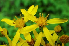Senecio hydrophiloides