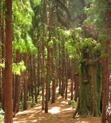 Image of Pinus patula