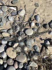 Camissoniopsis cheiranthifolia