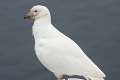 Chionis albus