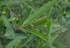 Sapium haematospermum