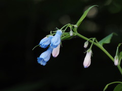 Mertensia