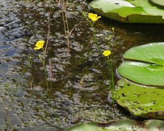 Utricularia striata