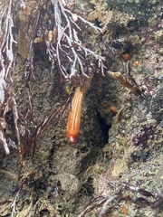 Styela montereyensis