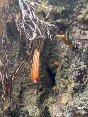 Styela montereyensis