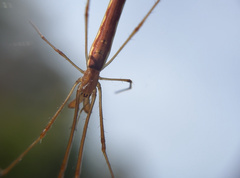 Tetragnatha nitens