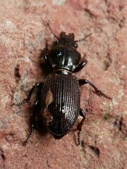 Mecodema moniliferum