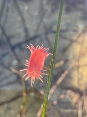 Okenia rosacea
