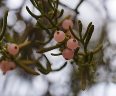 Phoradendron juniperinum