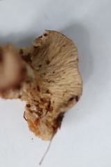 Hypomyces lithuanicus