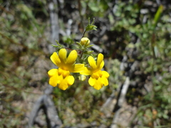 Nemesia affinis