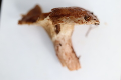 Hypomyces lithuanicus