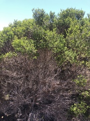 Melaleuca lanceolata