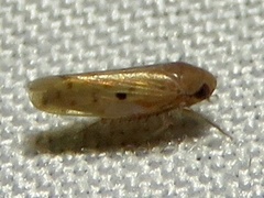 Xestocephalus