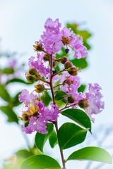 Lagerstroemia