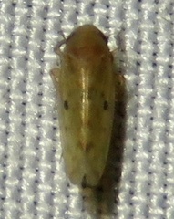 Xestocephalus