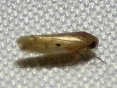 Xestocephalus