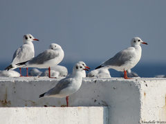 Chroicocephalus ridibundus