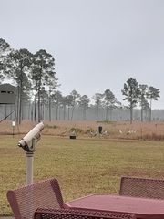 Antigone canadensis pulla