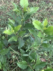 Euclea divinorum