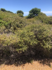 Melaleuca pentagona