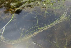 Utricularia striata
