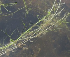 Utricularia striata