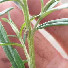 Austrotephritis poenia