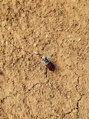 Cicindela pulchra