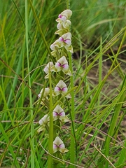 Disperis cardiophora