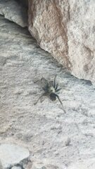 Aphonopelma superstitionense