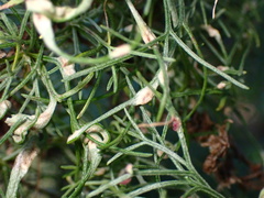 Aceria paracalifornica