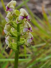 Disperis cardiophora