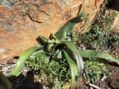 Colchicum albomarginatum