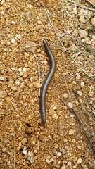 Orthoporus