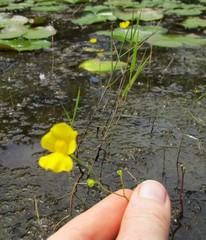 Utricularia striata