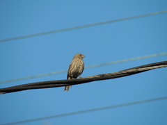 Haemorhous mexicanus