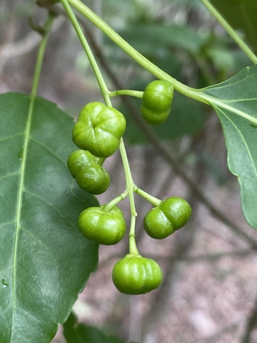 Claoxylon tenerifolium observed 2022-12-22