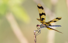 Rhyothemis graphiptera