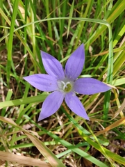 Wahlenbergia stricta