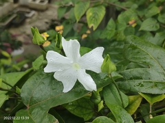 Thunbergia fragrans