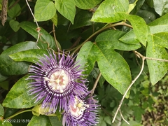 Passiflora