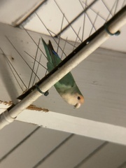 Agapornis roseicollis