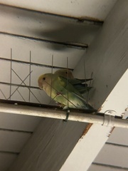 Agapornis roseicollis