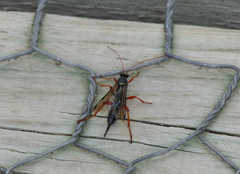 Echthromorpha intricatoria