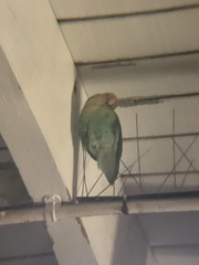 Agapornis roseicollis