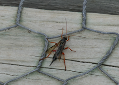 Echthromorpha intricatoria