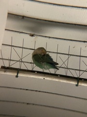 Agapornis roseicollis