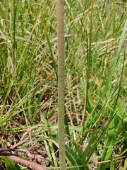 Urospermum dalechampii