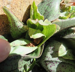 Colchicum albomarginatum